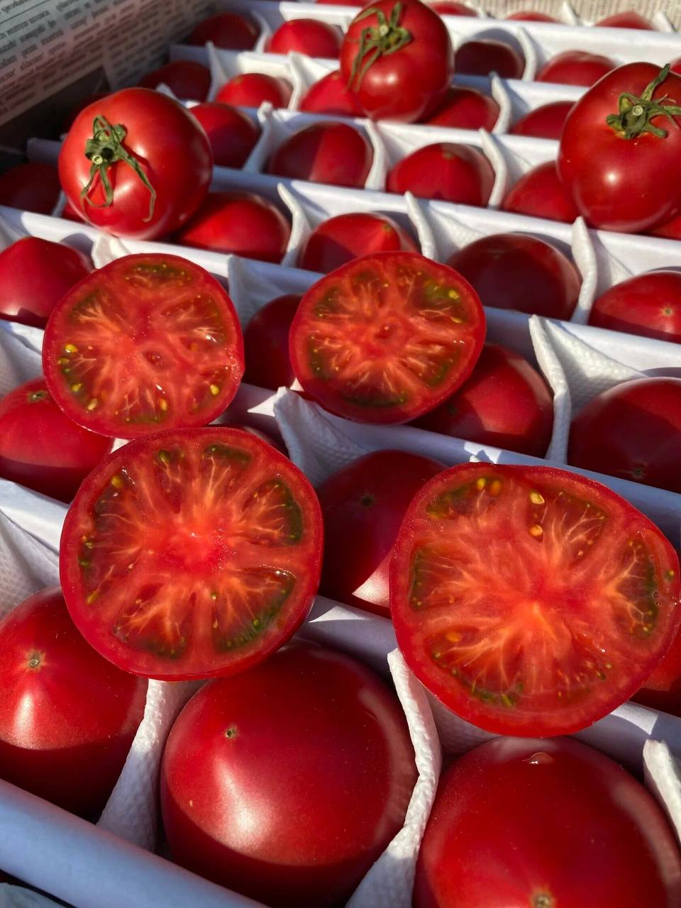 Томаты Узбекистан