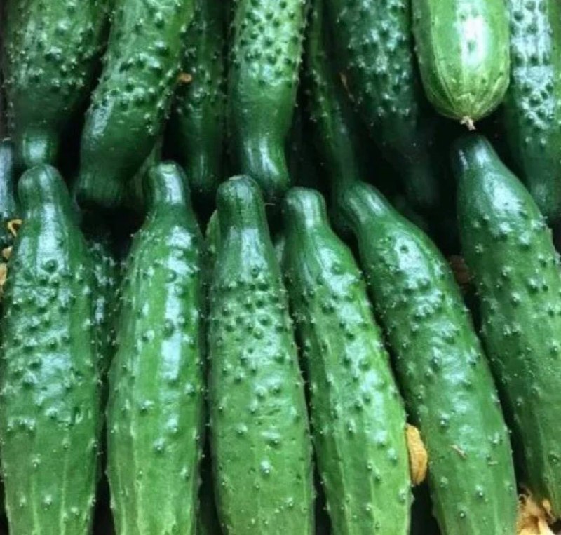 Огурцы Белая Дача