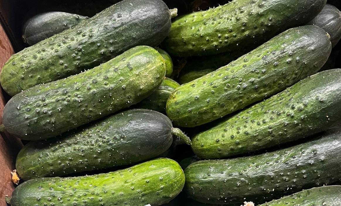 Огурцы Марино