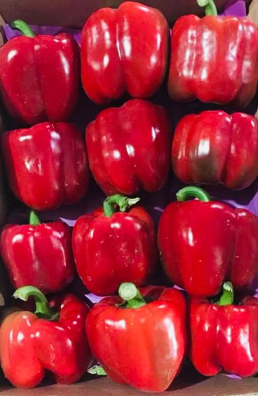 Перец красный, Иран