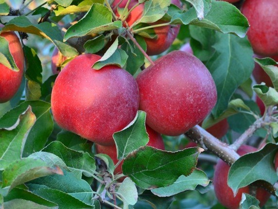 Яблоки Стори Ред (Азербайджан)